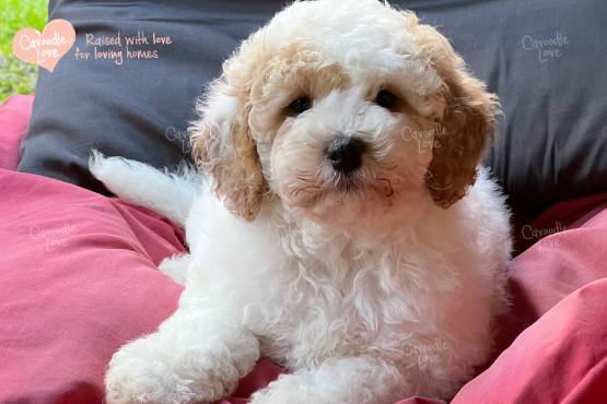 Cavoodle Puppy for Sale